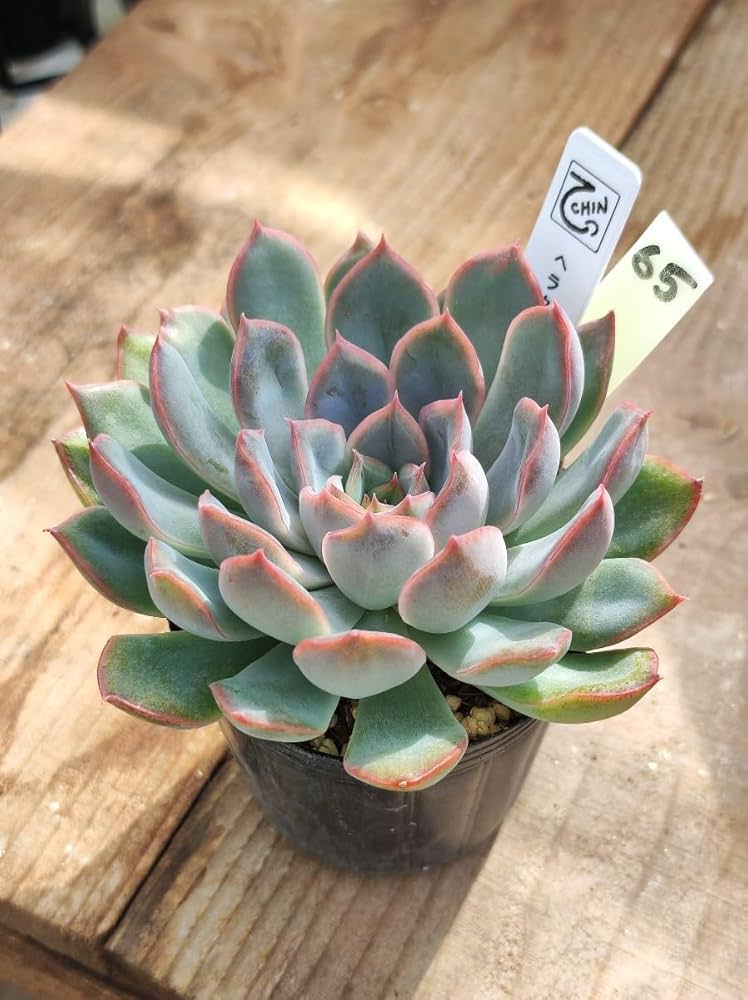 Amazon.co.jp: てっちん多肉植物エケベリア『ヘラクレス』65